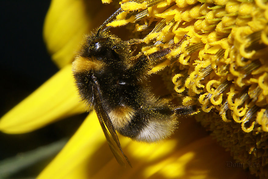 Bumblebees Around Us