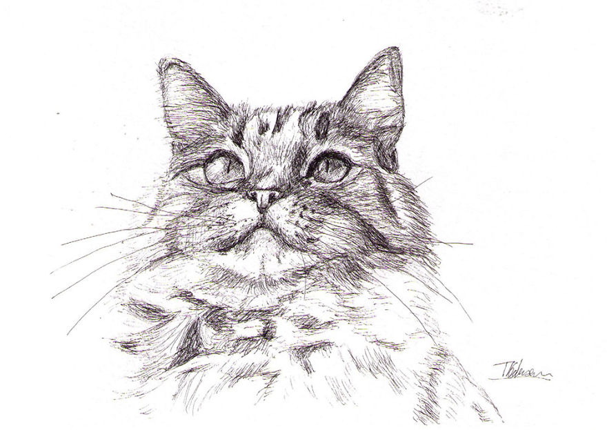 I Made 11 Drawings Of Cats Feeling Excellent About Themselves!