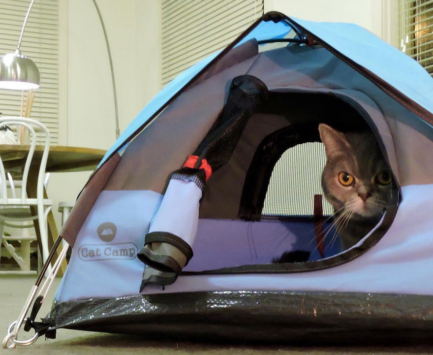 Tiny Tents For Cats!