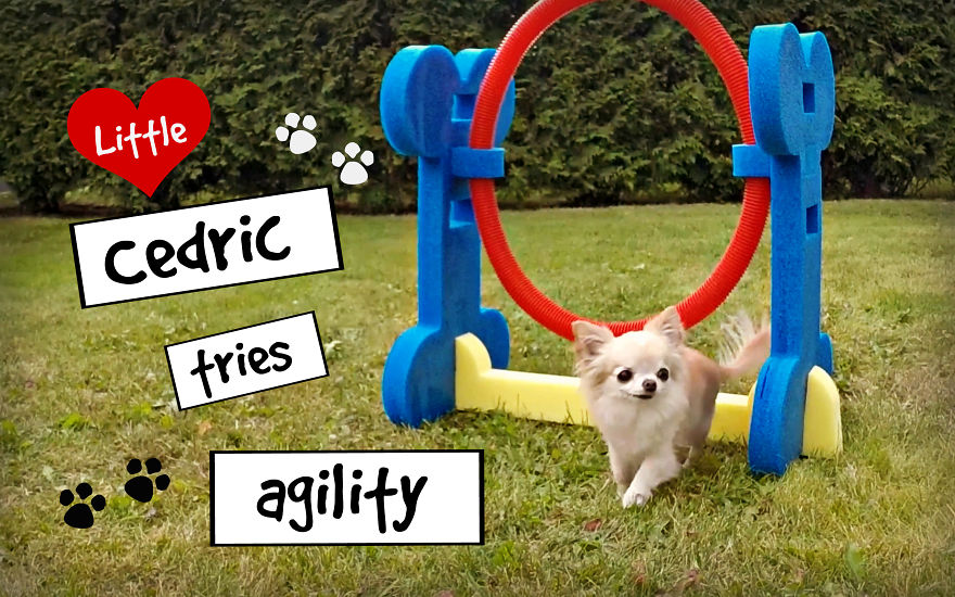 Cute Puppy Sized Chihuahua Tries Agility