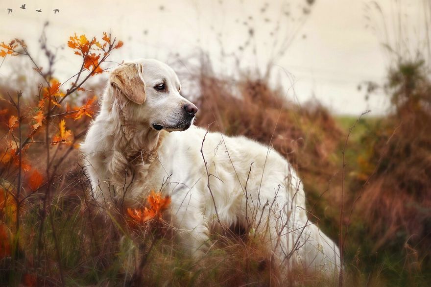 Autumn Dog: Me And My Golden Retriever Love This Time Of The Year