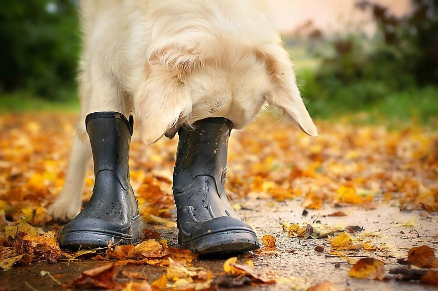 Autumn Dog: Me And My Golden Retriever Love This Time Of The Year