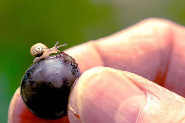 Baby Snail On Black Plum