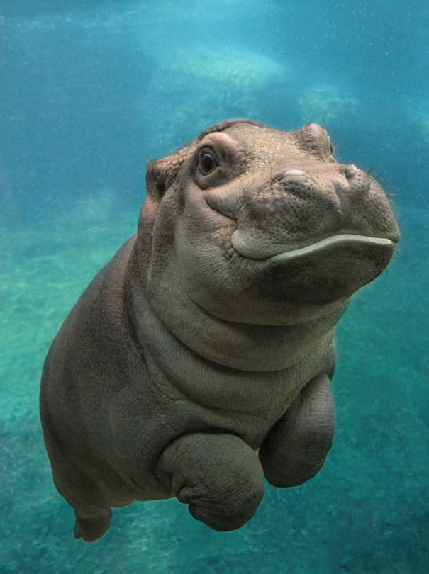 San Diego Zoo's Baby Hippo