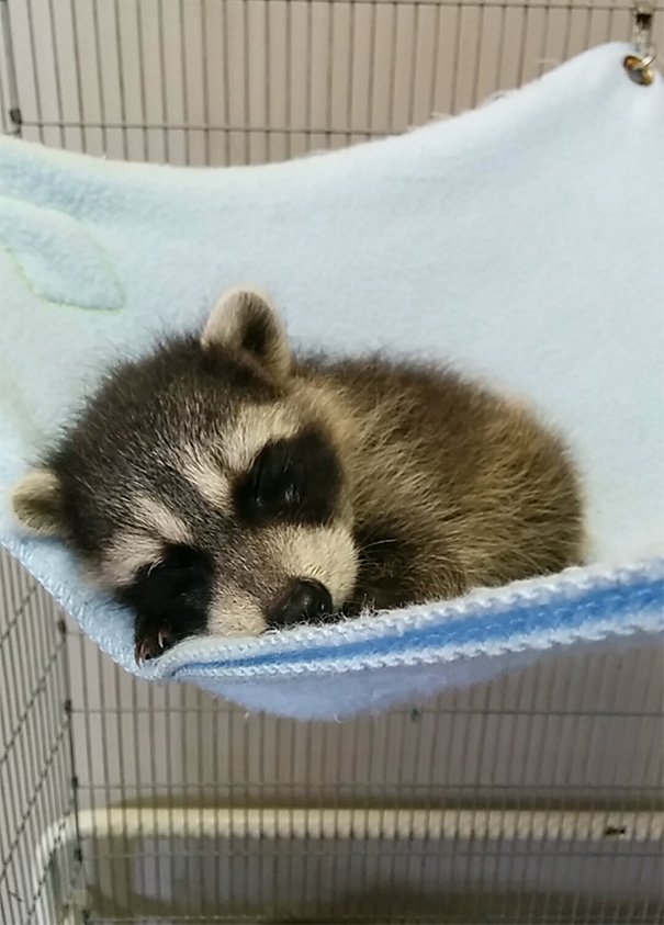 Baby Raccoon Taking A Nap