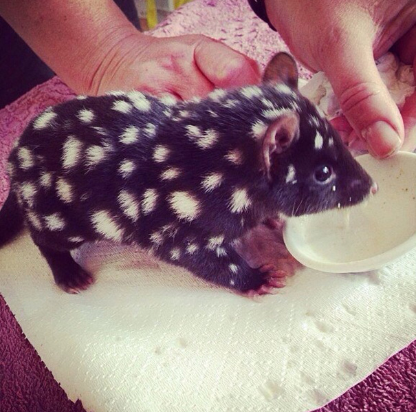Baby Eastern Quoll