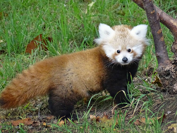 Red Panda Cub