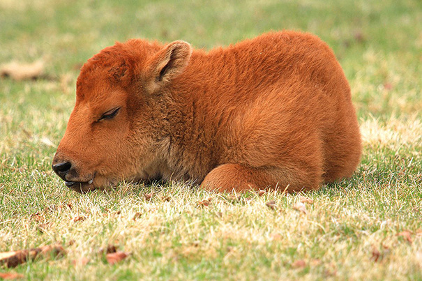 Sleepy Baby Buffalo
