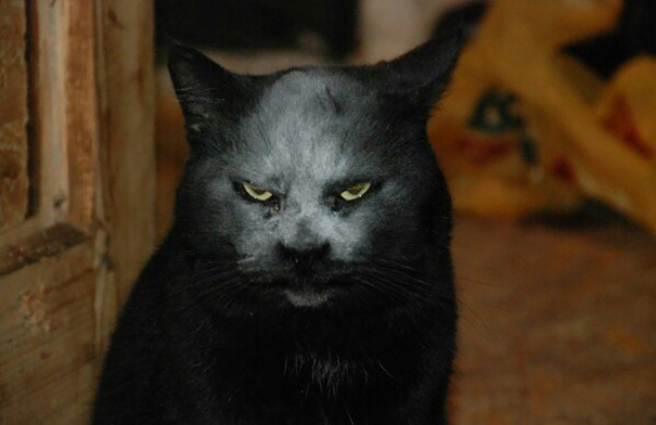 This Cat Got Covered In Flour And Now Looks Like A Demon