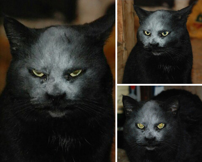 This Cat Got Covered In Flour And Now Looks Like A Demon