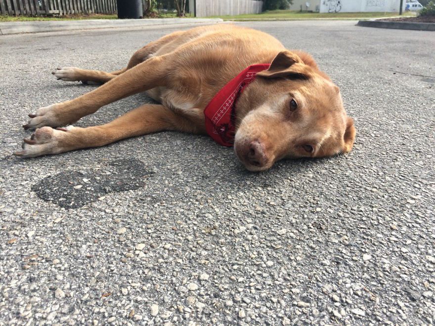 Loyal Dog Lies For Hours In Exact Place Where Owner Was Killed In Hit-And-Run