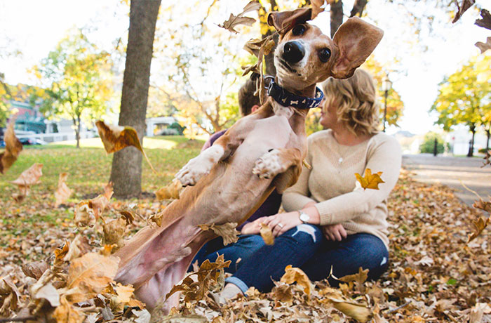 Wiener Dog Totally Photobombs Couple’s Engagement Photos