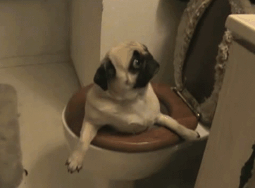 Pug Stuff Toilet