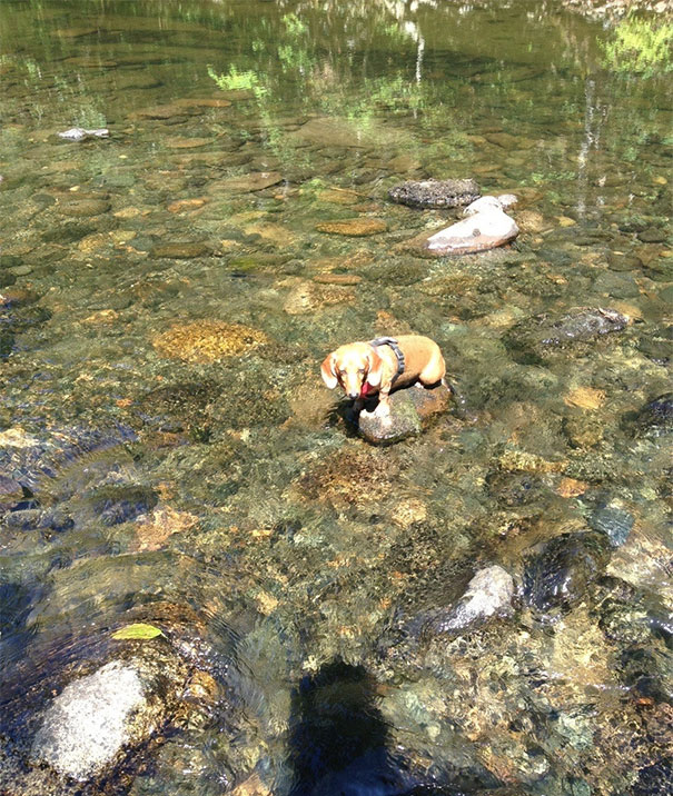 This Is My Dog Stuck On A Rock While Trying To Cross A River