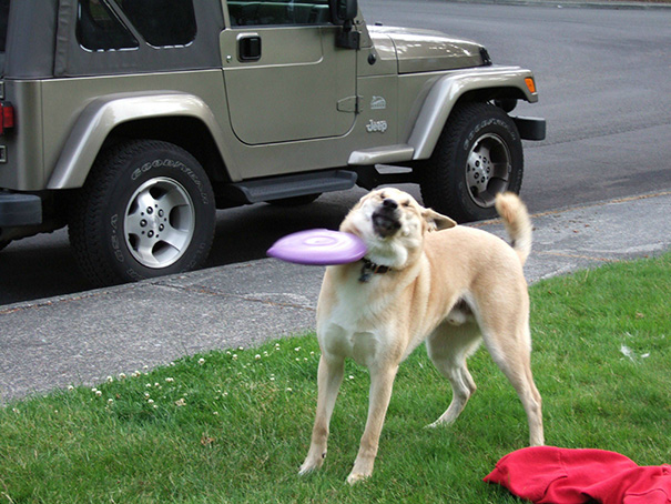 I Would Like To Show You The Exact Moment My Dog Decided He Was Done Playing Catch The Frisbee