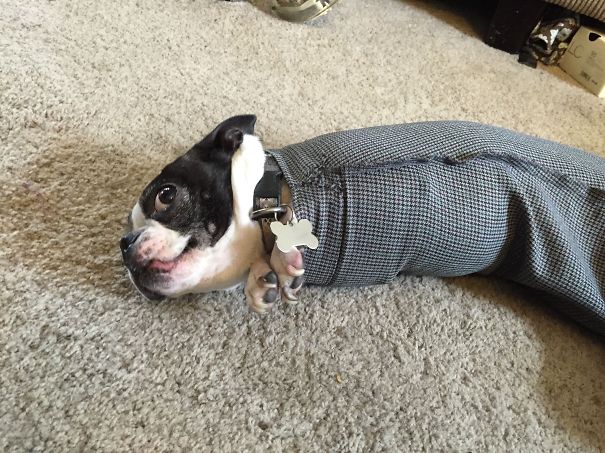 My Dog Molly Got Stuck In The Arm Of A Coat