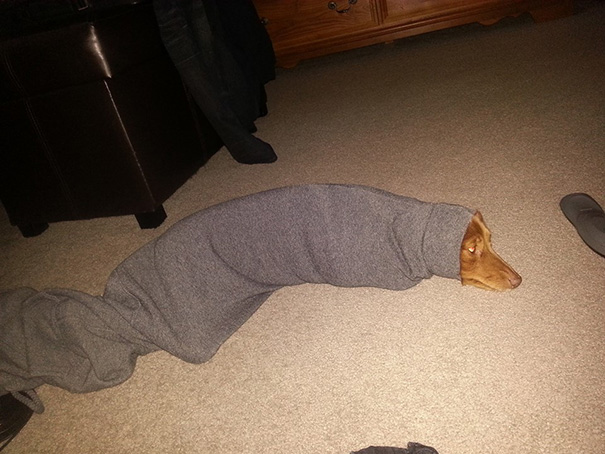 My Dog Managed To Get Herself Stuck In The Sleeve Of My Sweater