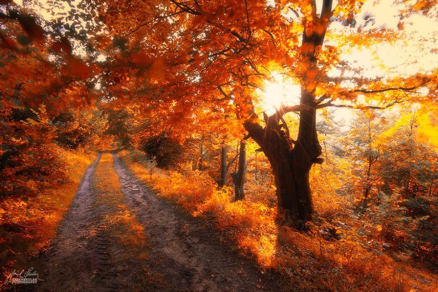 Dream-Like Autumn Forests By Czech Photographer Janek Sedlář
