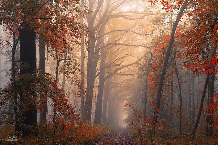 Dream-Like Autumn Forests By Czech Photographer Janek Sedlář