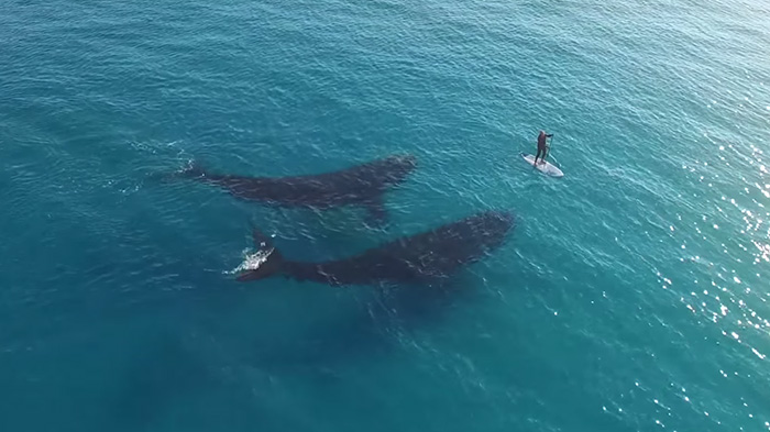 Stunning Drone Footage Captures Giant Whales Wondering What To Do With A Tiny Human