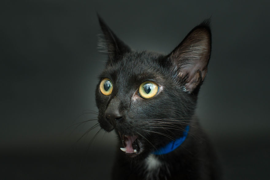 I Photograph Black Shelter Cats Because They’re The Last To Get Adopted And Are Often Euthanized