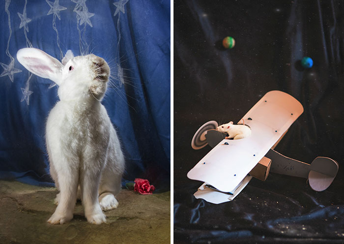 I Photographed Ex-Lab Animals As Characters From The Little Prince To Help Them Find Homes