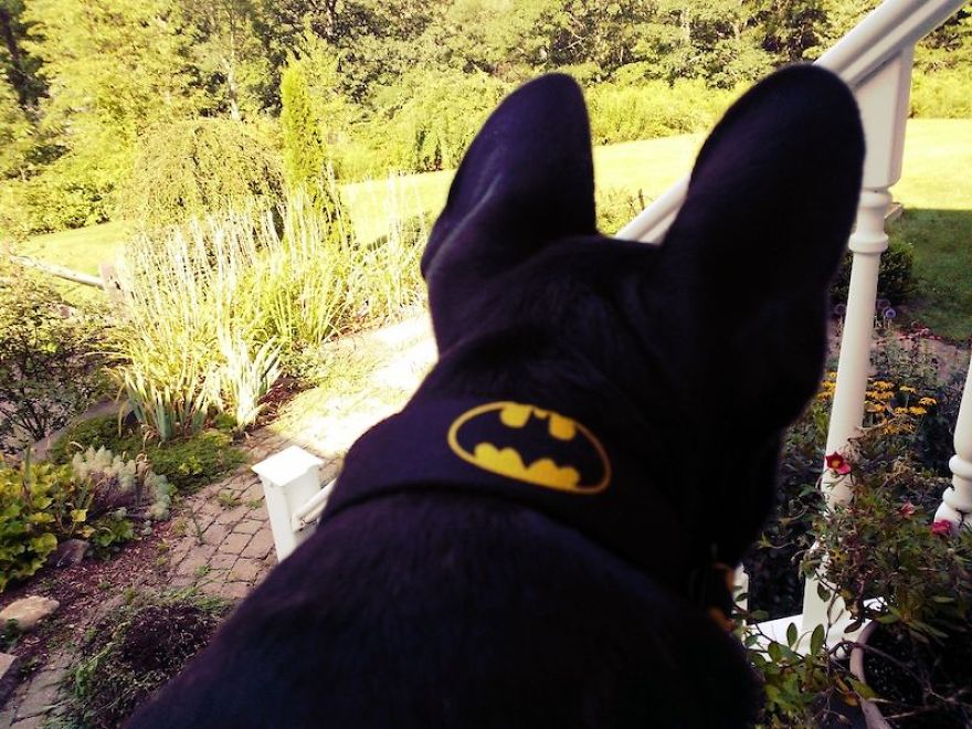 13 Signs The World Is Ready For Batman To Shine Through In The Superhero Movie Department