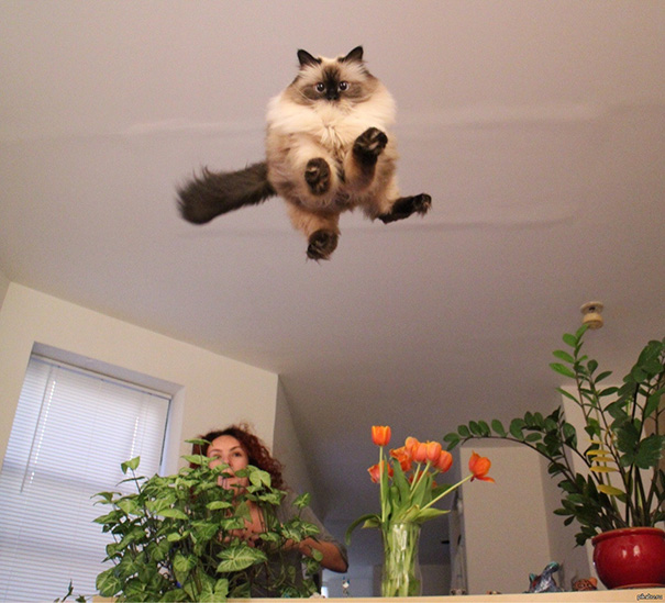 The Flying Cat Is Prepared For Landing