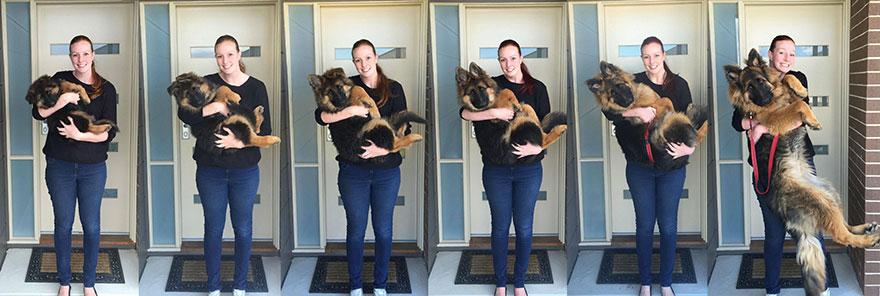 Couple Documents How Fast Their Dog Grows In Just 8 Months