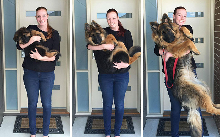 Couple Documents How Fast Their Dog Grows In Just 8 Months