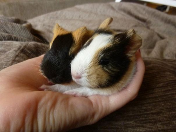 3-days Old Guinea Pigs