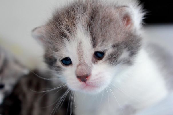 Kitten Just Got Eyes ❤️