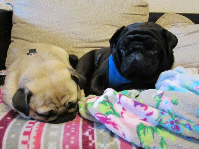 My Two Lovely Pugs