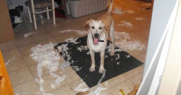 I Left My Dog Alone At Home For 20 Minutes, Came Home And Found This Mess!