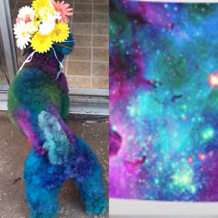 I Groom Dogs To Look Like Nebulas.