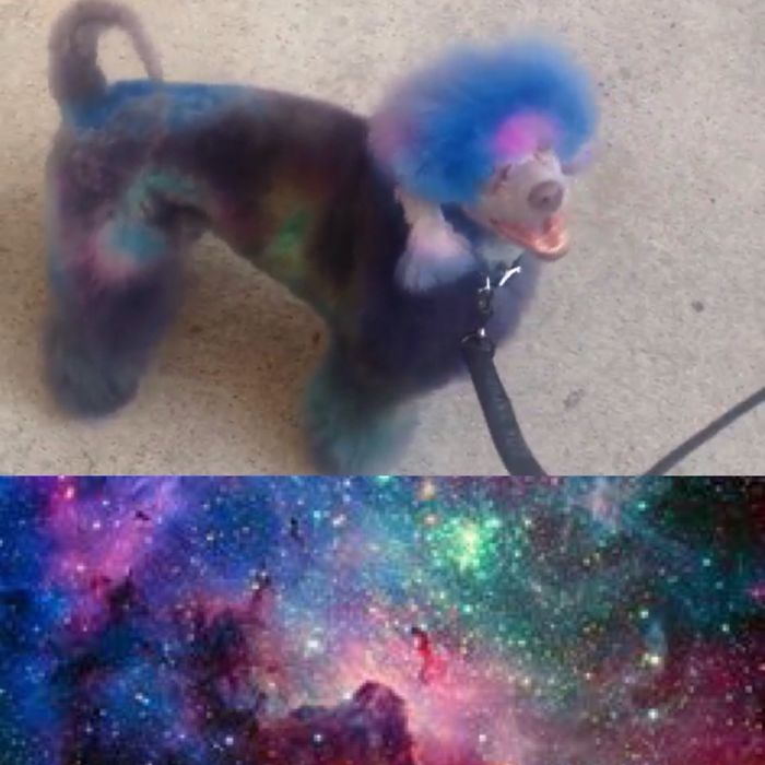 Nebula Dog.