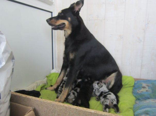 Most Proud Mom Of The Year :) And Her 6 Pupps