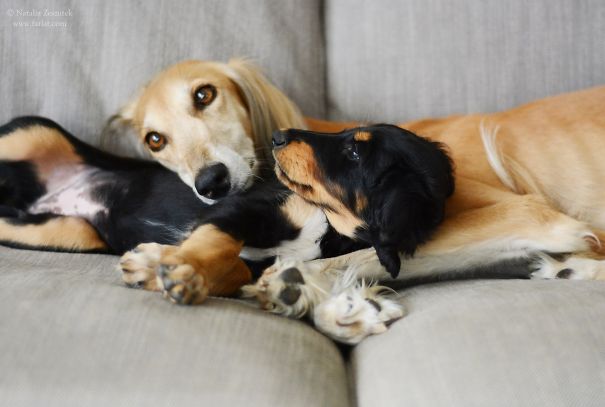 Saluki Mother And Her Daughter