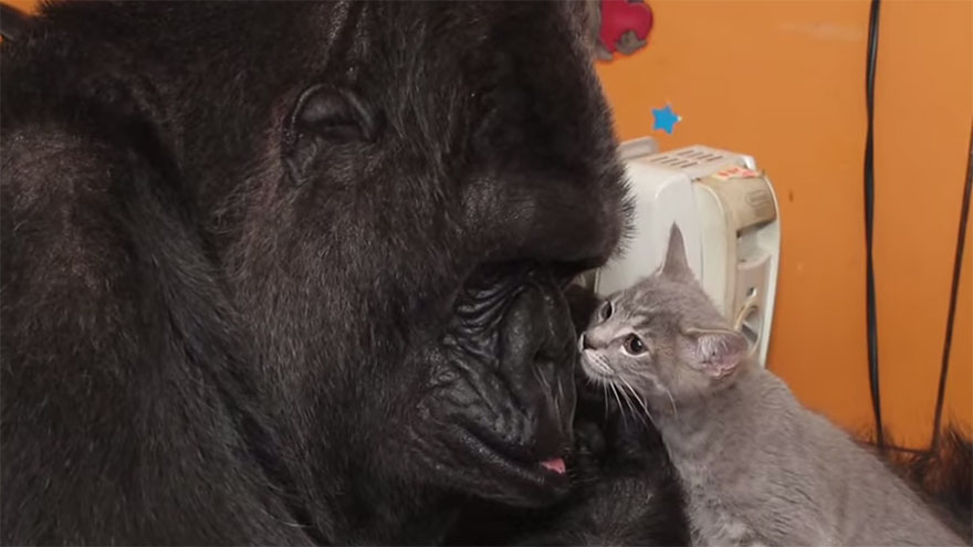 Koko The Gorilla Adopts 2 Baby Kittens After Being Unable To Have Her Own Kids