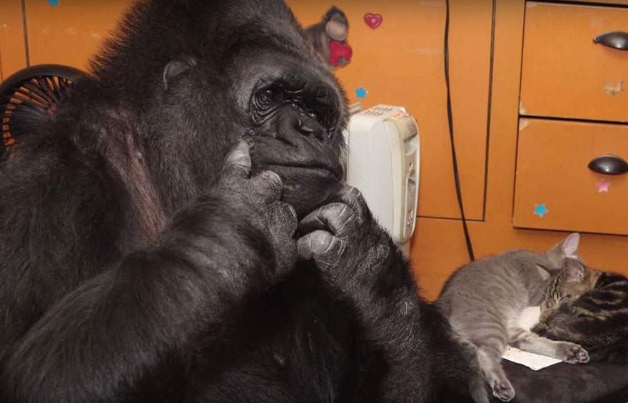 koko-gorilla-birthday-kittens-california-7