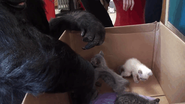 Koko The Gorilla Adopts 2 Baby Kittens After Being Unable To Have Her Own Kids