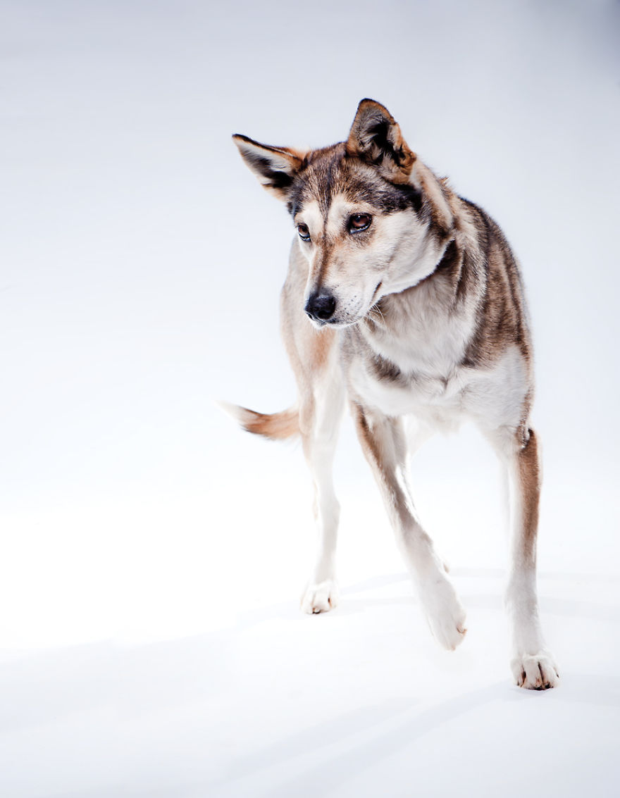 Born To Run: I Photograph The Beauty Of Sled Dogs