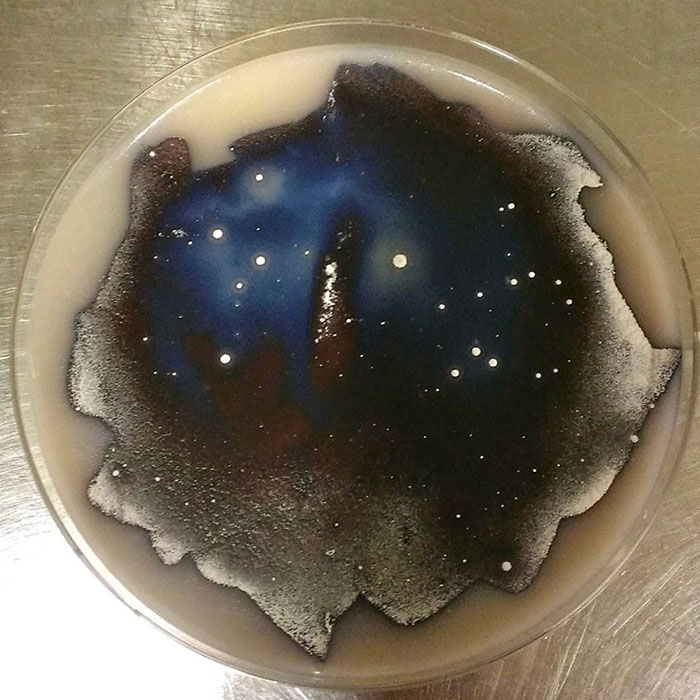 microbe-art-petri-dish-agar-contest-van-gogh-starry-night-american-society-microbiologists-3635