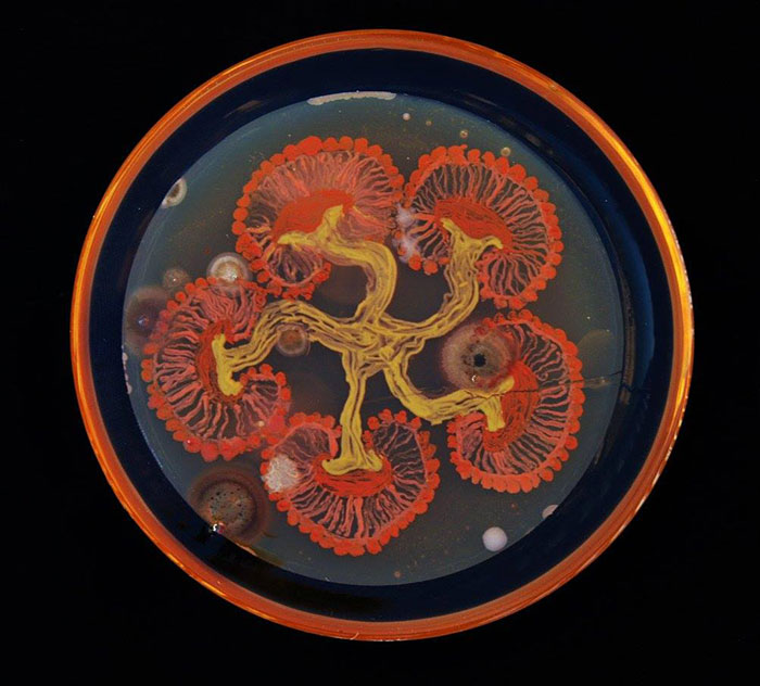 microbe-art-petri-dish-agar-contest-van-gogh-starry-night-american-society-microbiologists-37