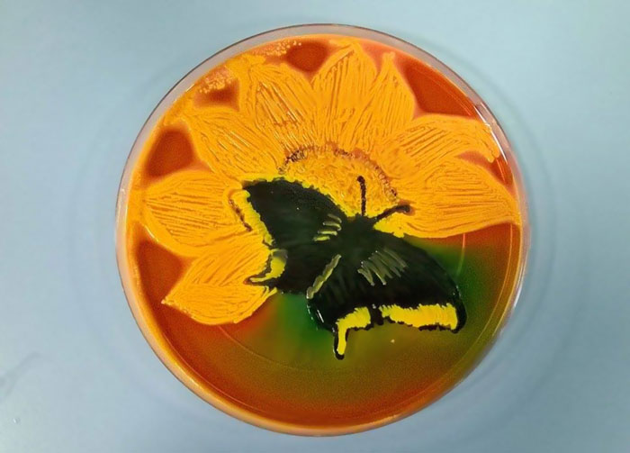 Microbiologists Create 'Starry Night' And Other Art With Bacteria For First Microbe Art Competition