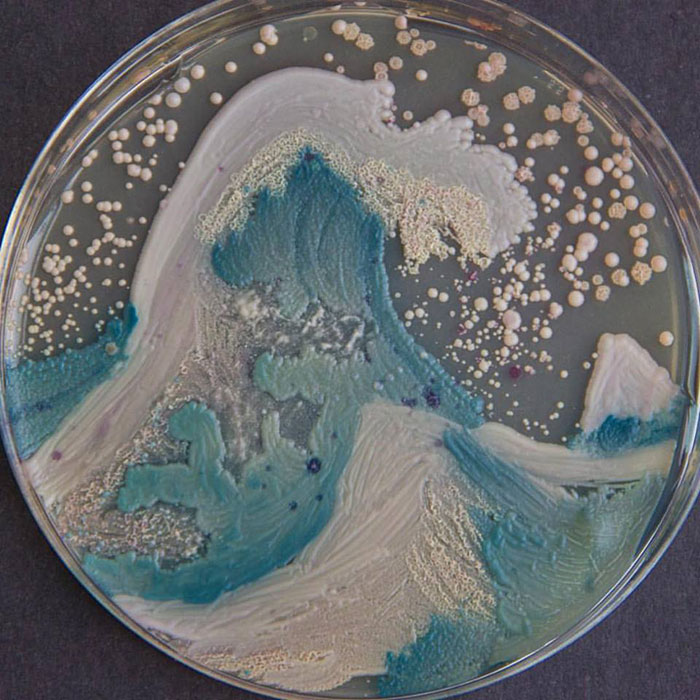 Microbiologists Create 'Starry Night' And Other Art With Bacteria For First Microbe Art Competition