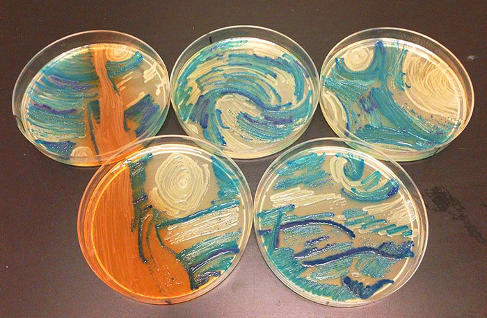 microbe-art-petri-dish-agar-contest-van-gogh-starry-night-american-society-microbiologists-43