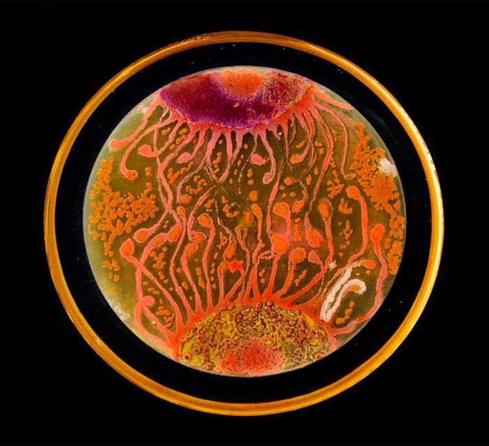microbe-art-petri-dish-agar-contest-van-gogh-starry-night-american-society-microbiologists-47