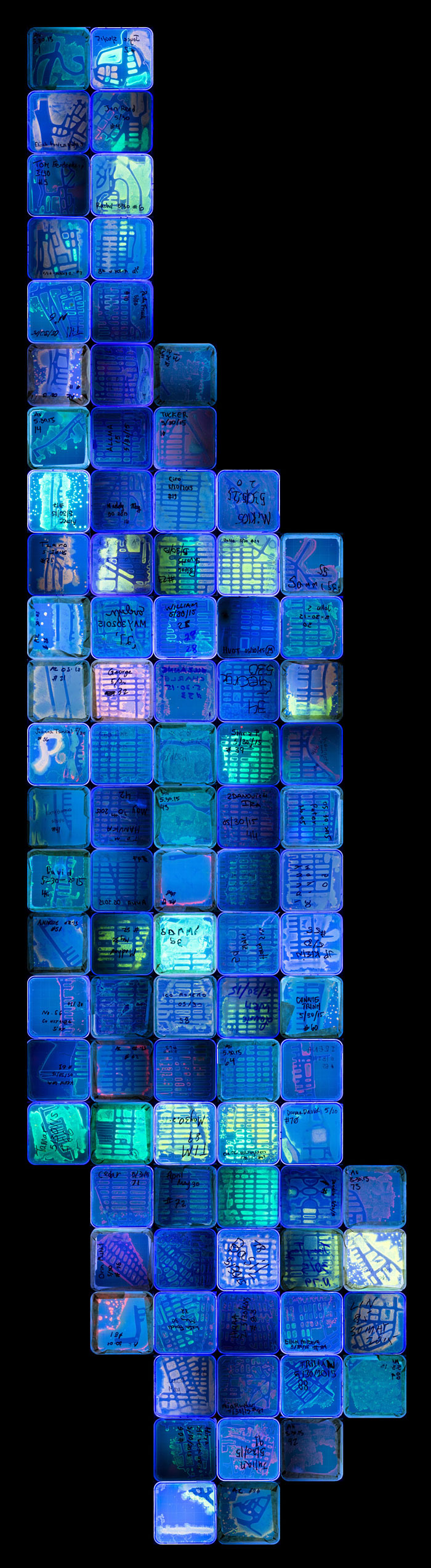 microbe-art-petri-dish-agar-contest-van-gogh-starry-night-american-society-microbiologists-49