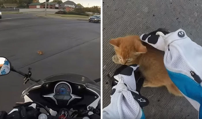 Motorcyclist Rescues Tiny Kitten Stuck On Busy Road